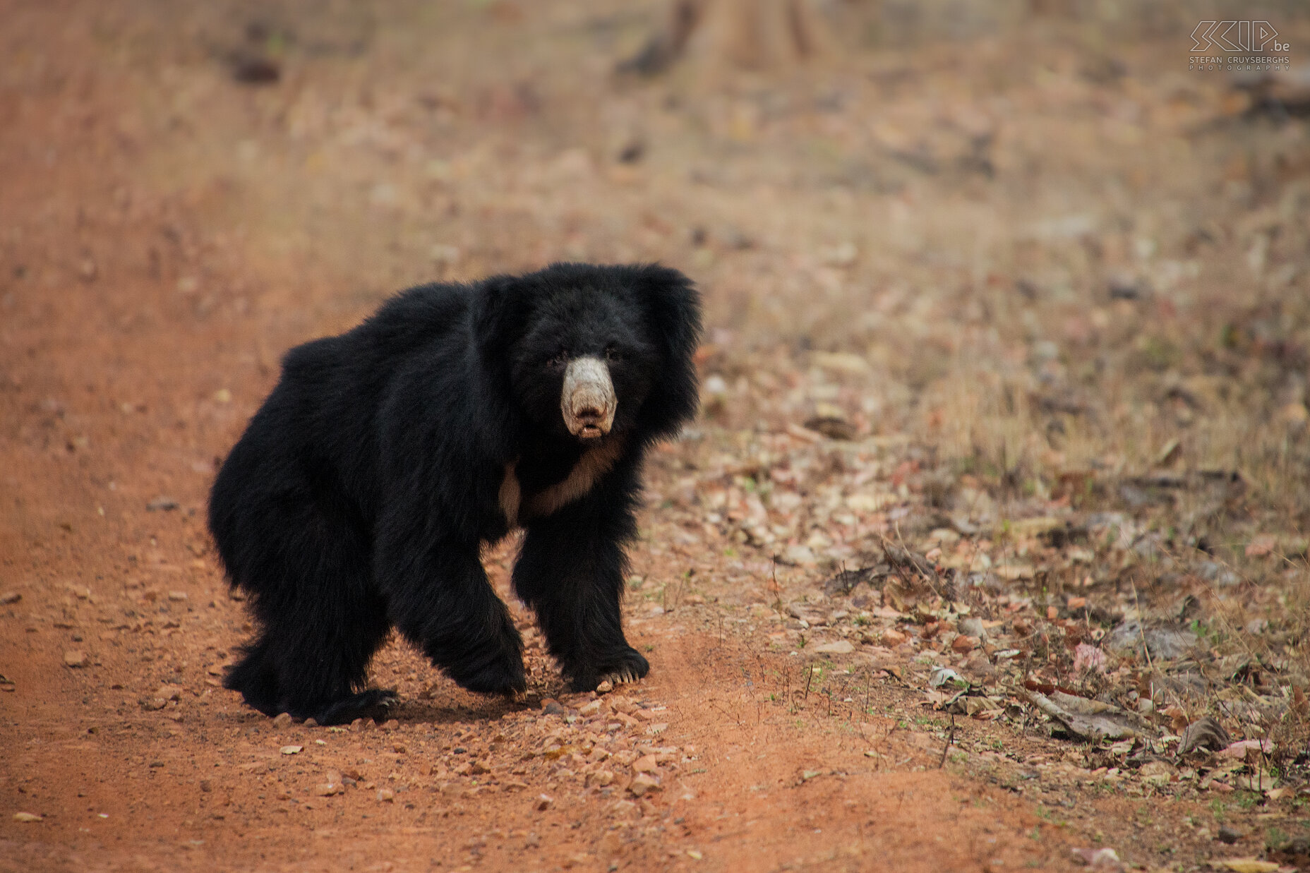 Tadoba - Sloth bear A sloth bear is a nocturnal bear which is quite shy and nervous. We were extremely lucky in Tadoba national park when we saw a sloth bear crossing the road in the early morning. There was not much light but I managed to create a couple of reasonable sharp shots of this beautiful bear. Stefan Cruysberghs